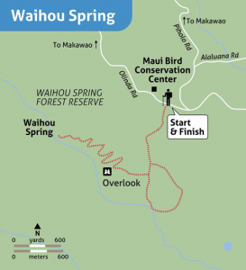 Waihou-Spring